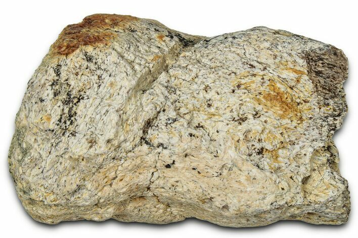 Dinosaur (Triceratops) Frill Shield Section - Montana #348068